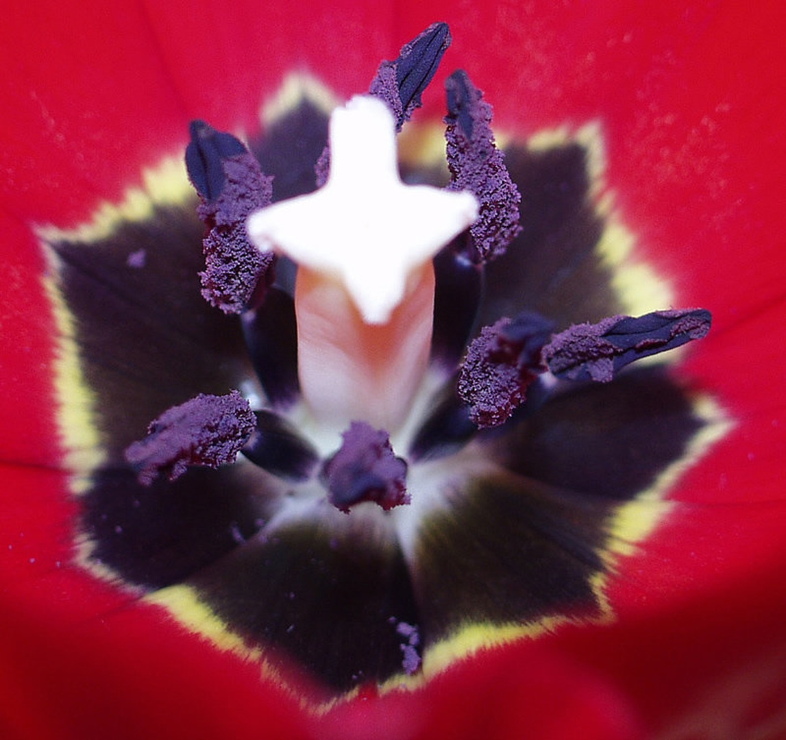 Tulipan by Uroš Uršej