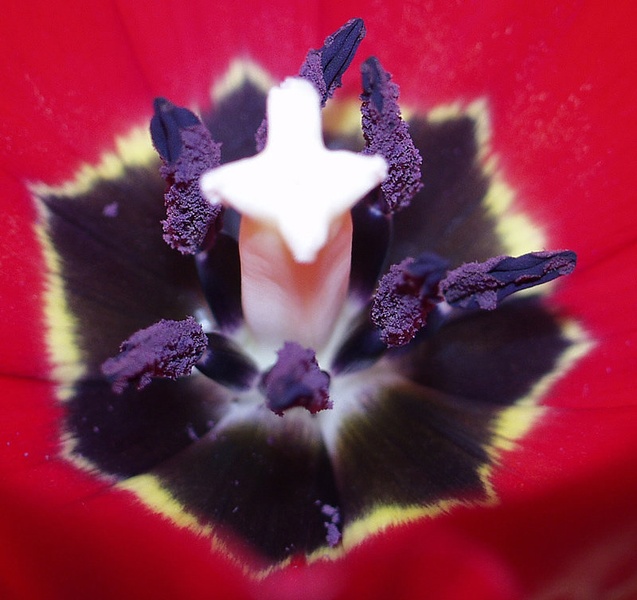 Tulipan by Uroš Uršej