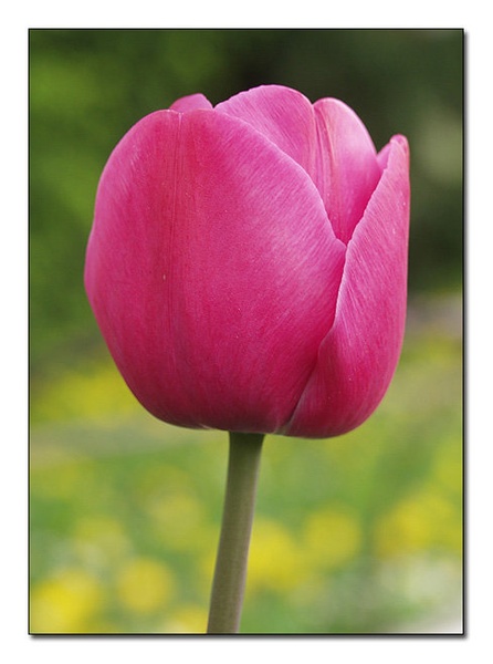 Tulipan by Uroš Uršej