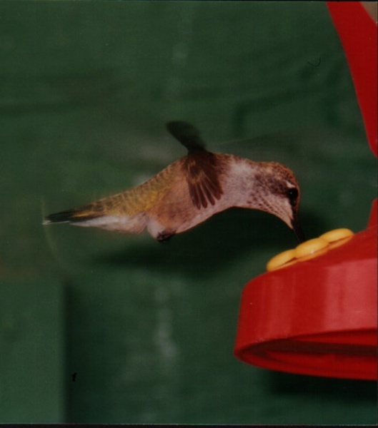 Kolibri by matejp
