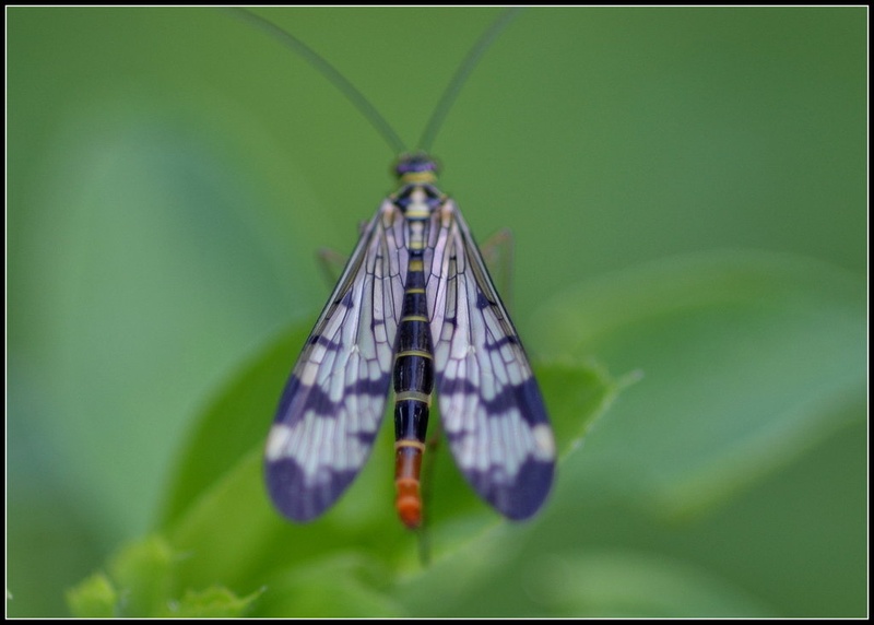 zuzek2 by gregor simonic