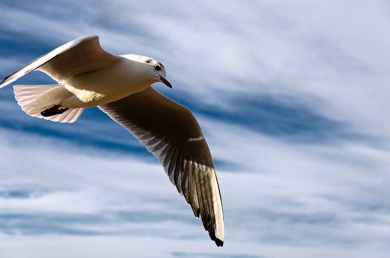 Galeb by Simurgh