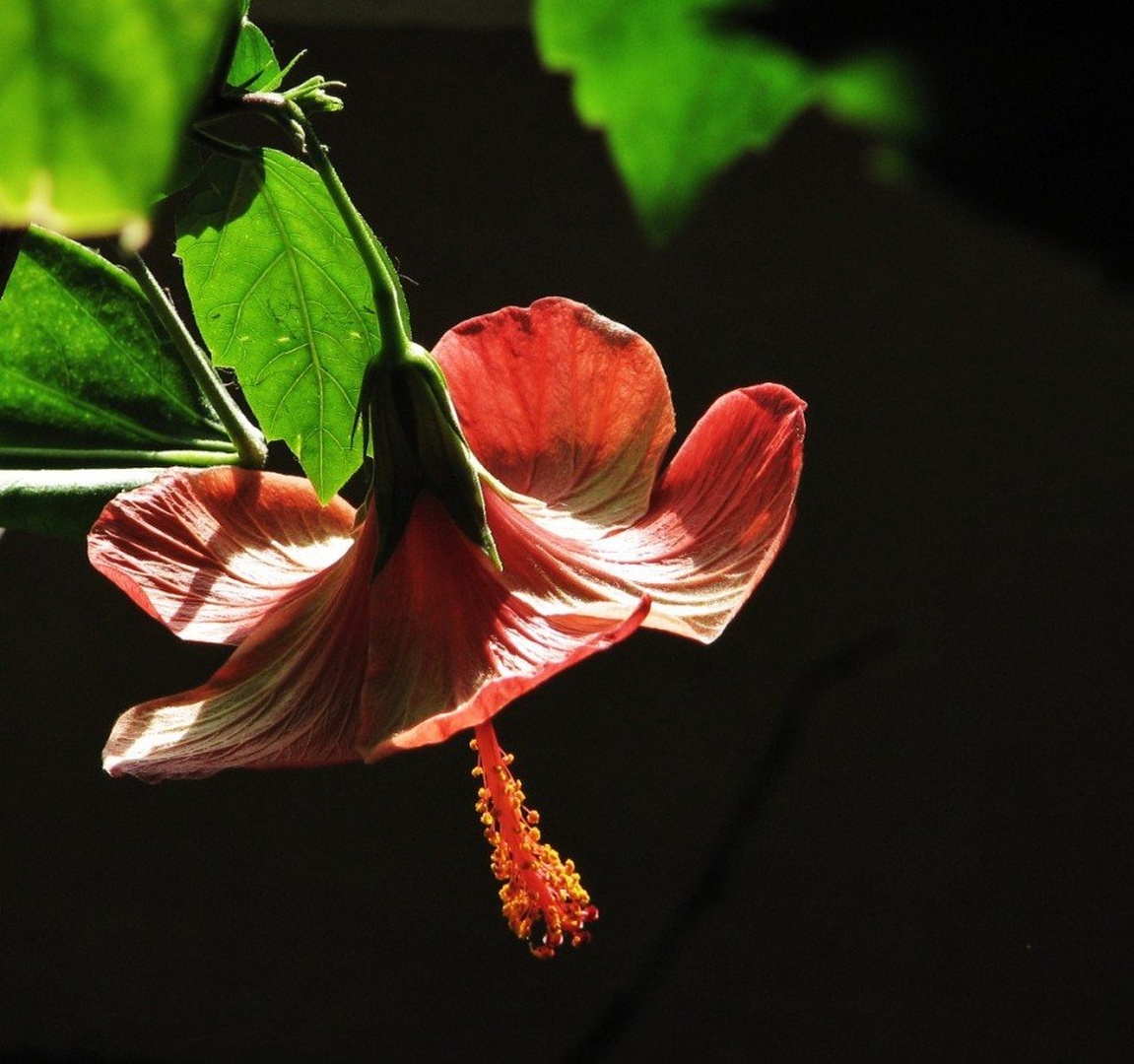 hibiskusov cvet by Ruddolf