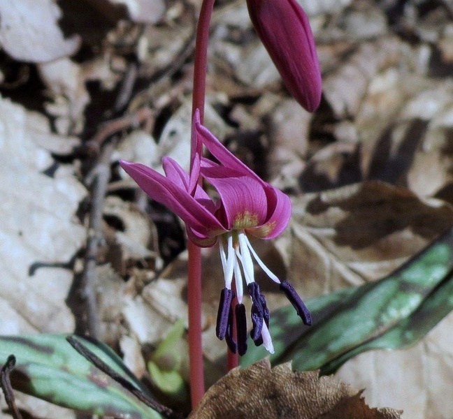 pasji zob by Ruddolf