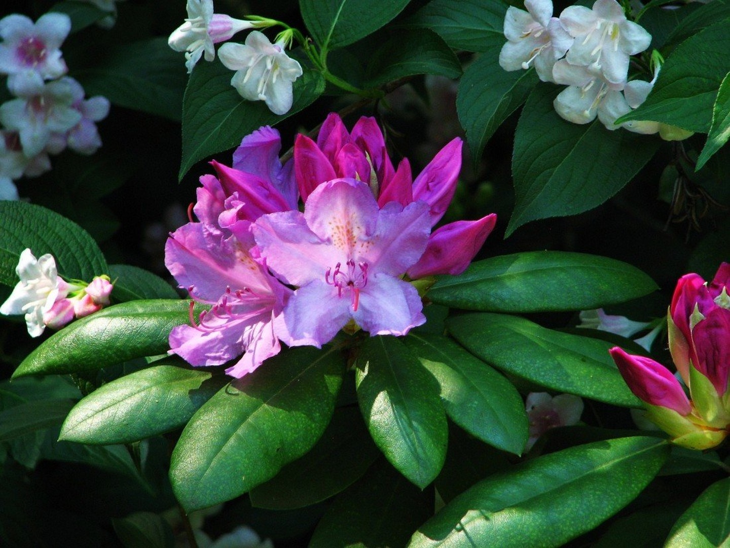 rododendron, cvet by Ruddolf