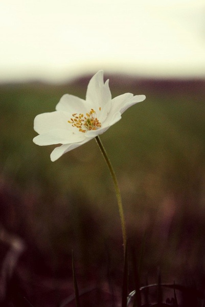 Fading like a flower. by Matej Kropec