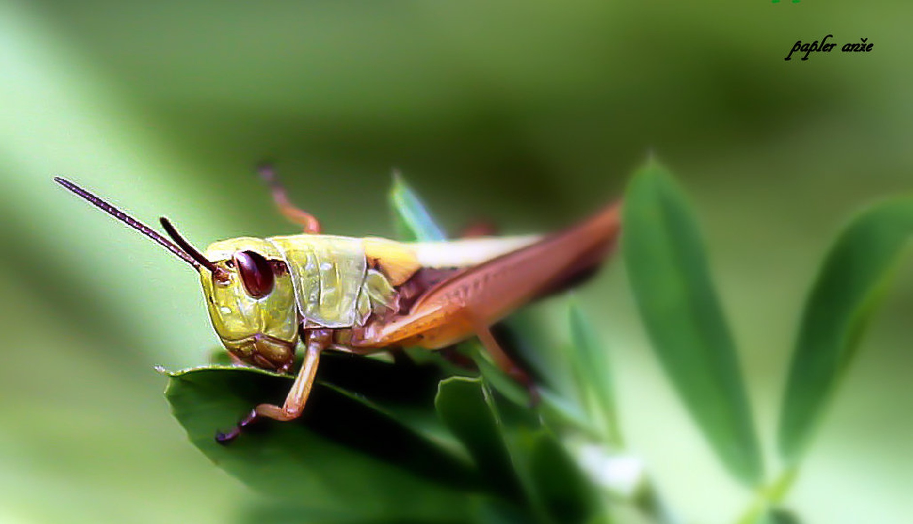 obed by anže papler
