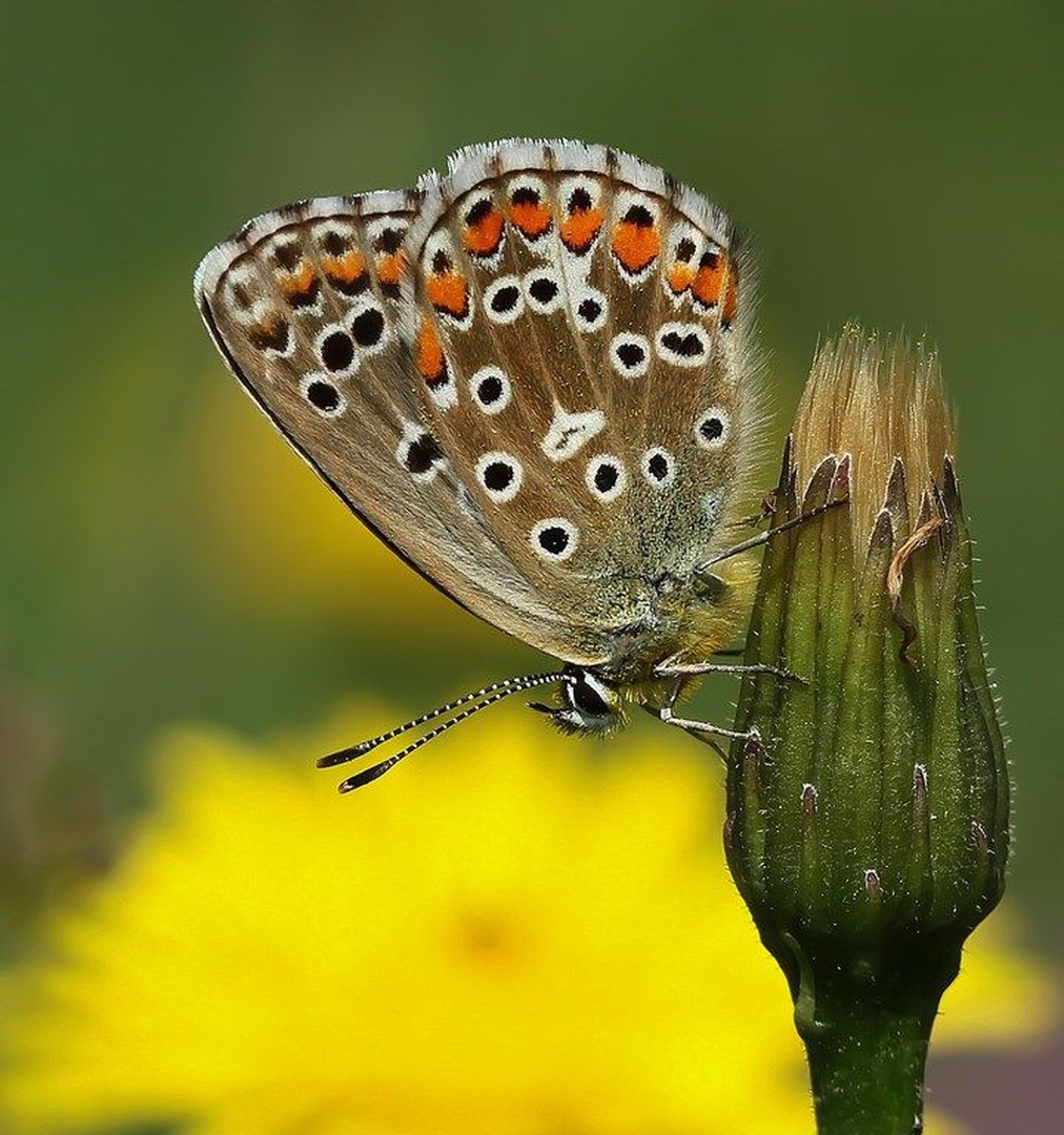 lepi argus by anže papler