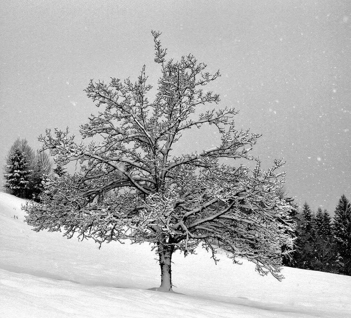 zimska pravljica by anže papler