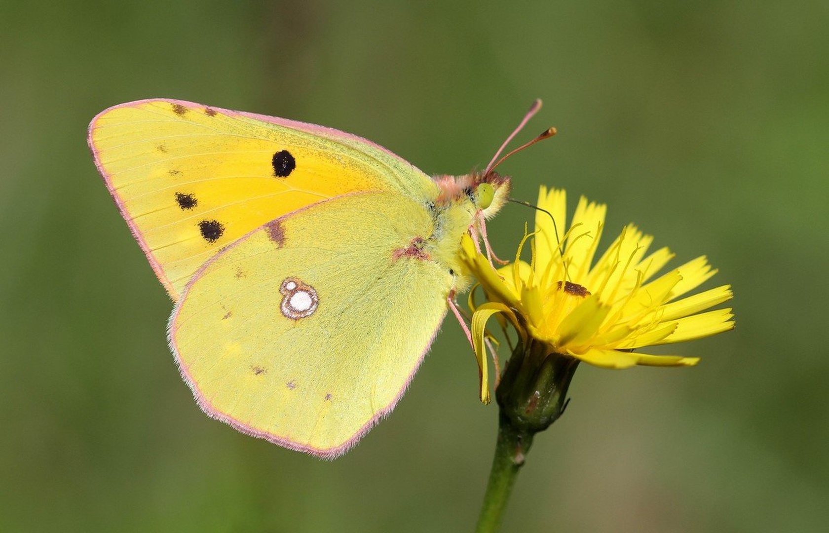 Navadni Senožetnik by anže papler