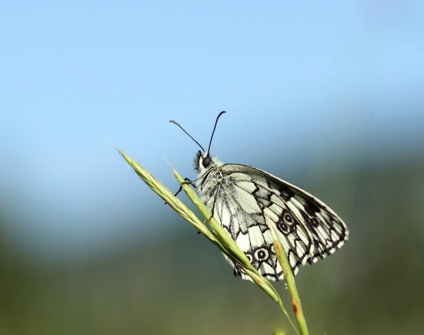 pogled proti nebu by anže papler