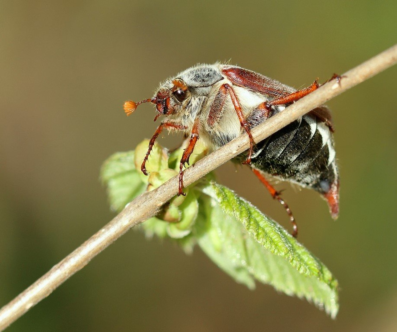 Kosmatinec by anže papler
