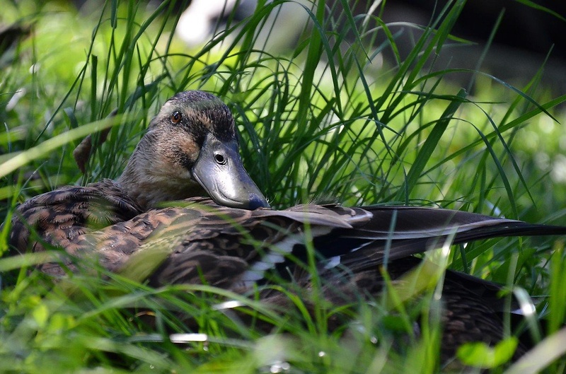 Duck by Rok Horvat