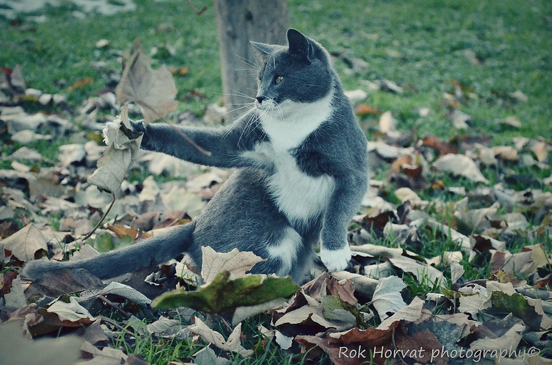 Playing. by Rok Horvat