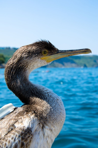 Kormoran by Rok Horvat
