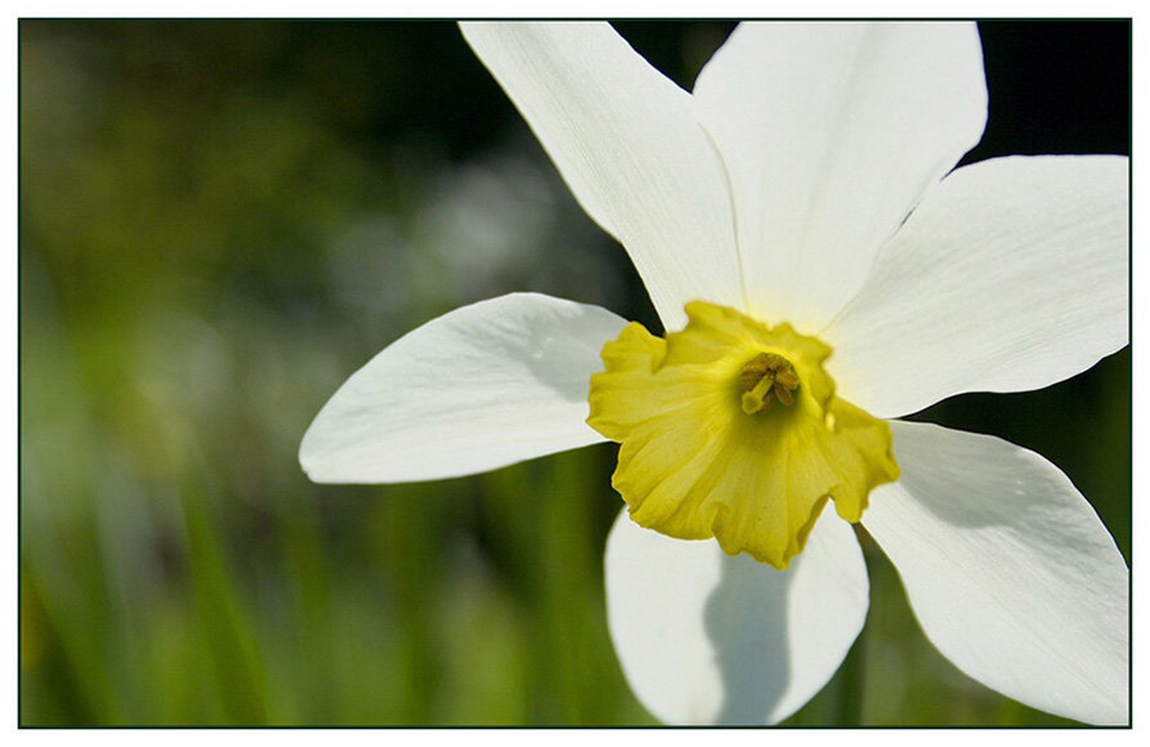 Narciska by