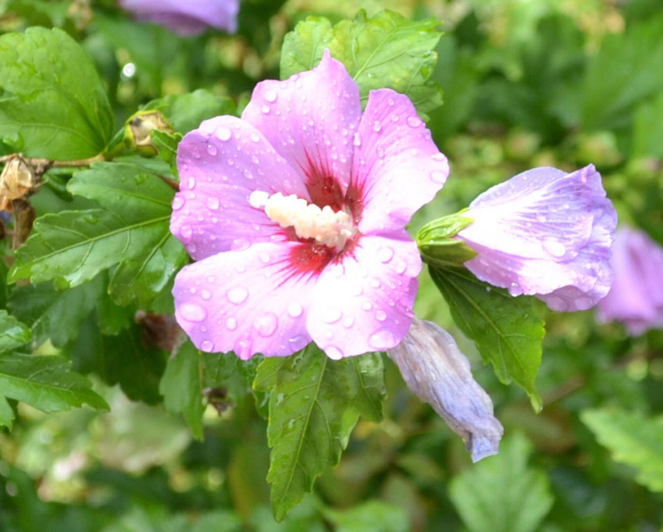 hibiskus.... by Boris Goršek