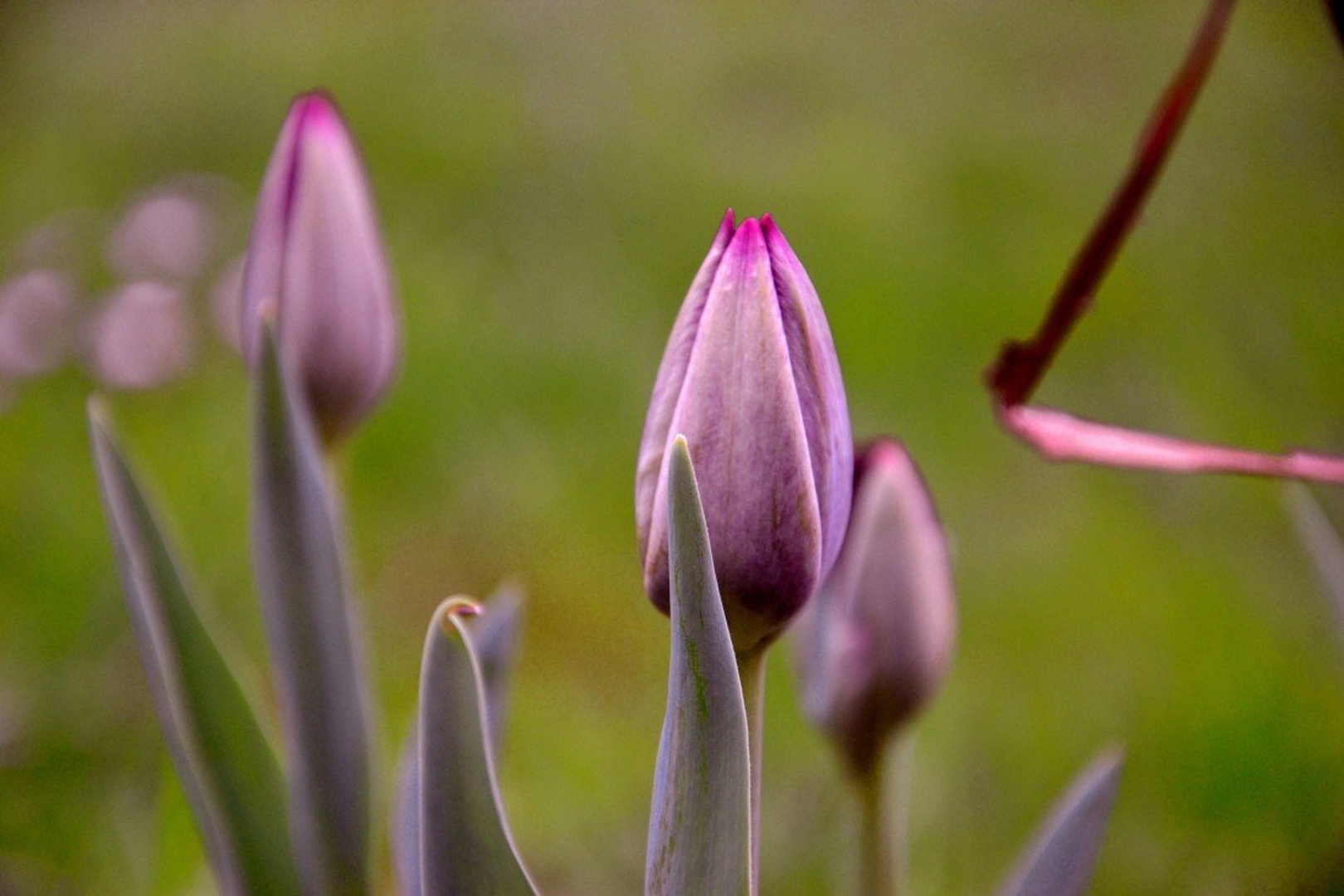 tulipan by Bor Kiswarday