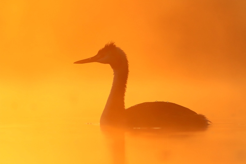 Čopasti ponirek (Podiceps cristatus) by Jure Novak