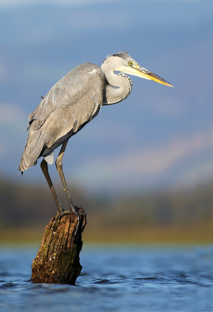 Siva čaplja (Ardea cinerea) by Jure Novak