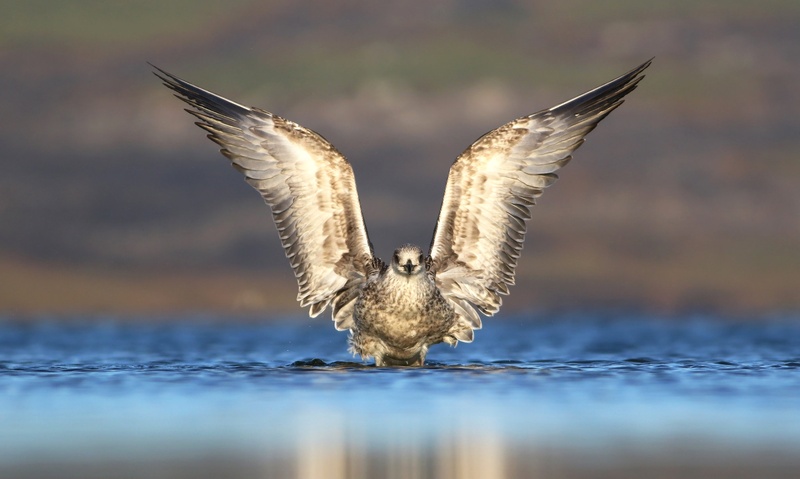 Wings of an angel... by Jure Novak