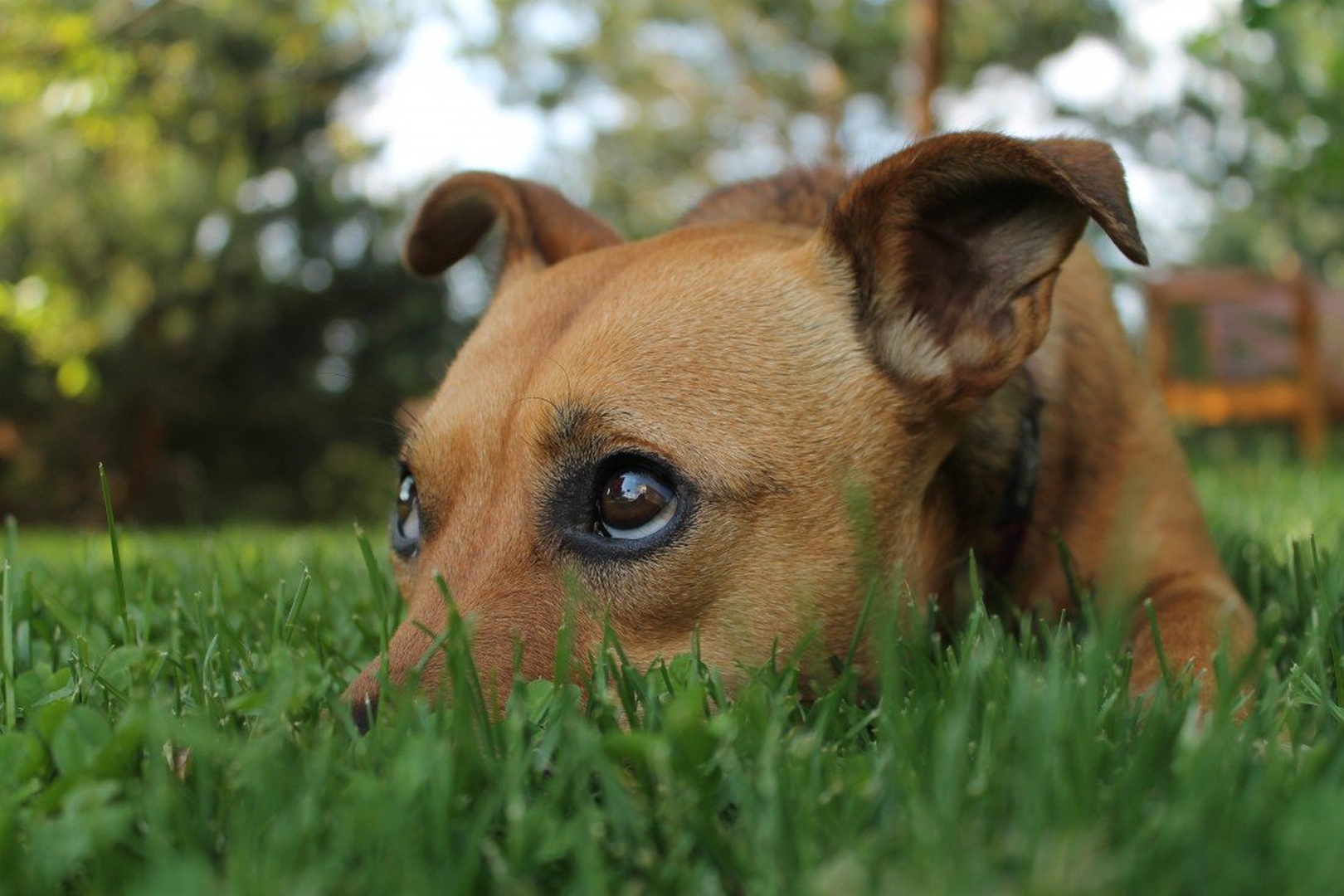 Puppy face by