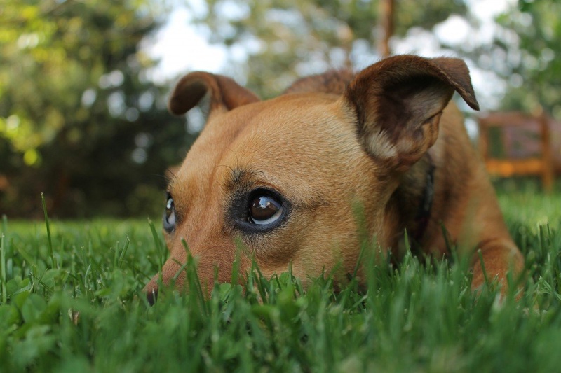Puppy face by MsChananow