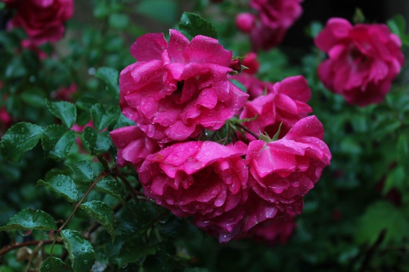 Rose by Janja P. Poznajelšek