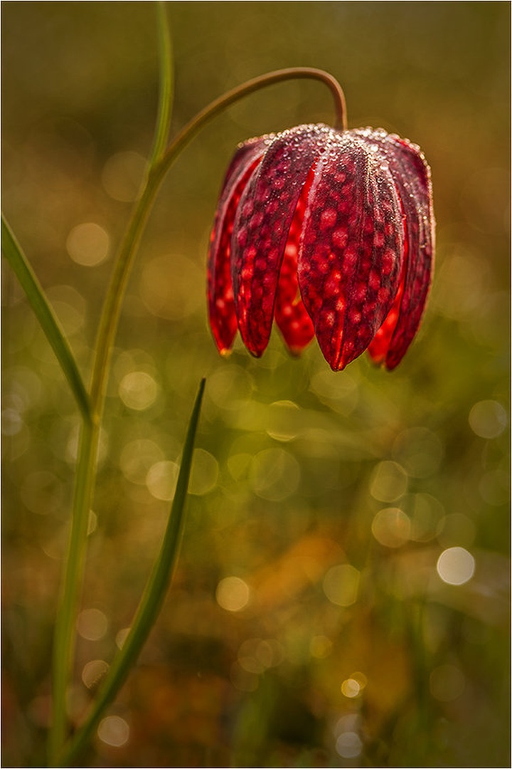 Močvirski tulipan by Piotr Skrzypiec