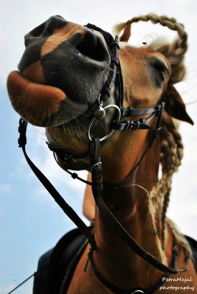 Shake it horsey :) by Petra Mejač