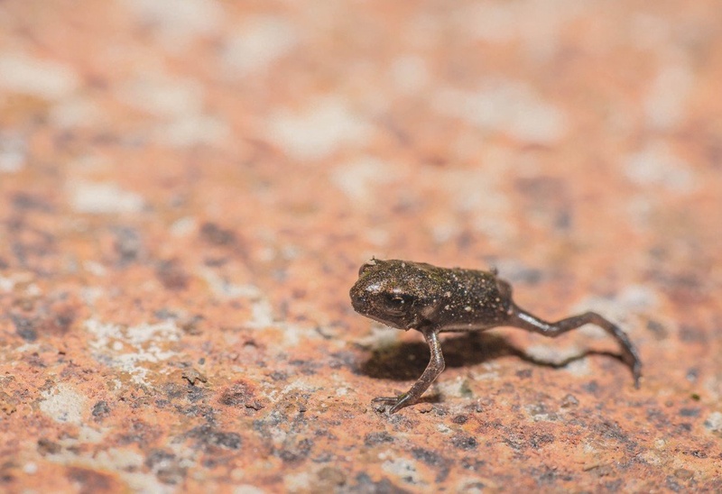 Baby frog by equus