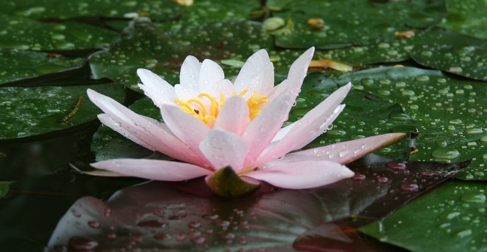 Flower Of Love by Tina
