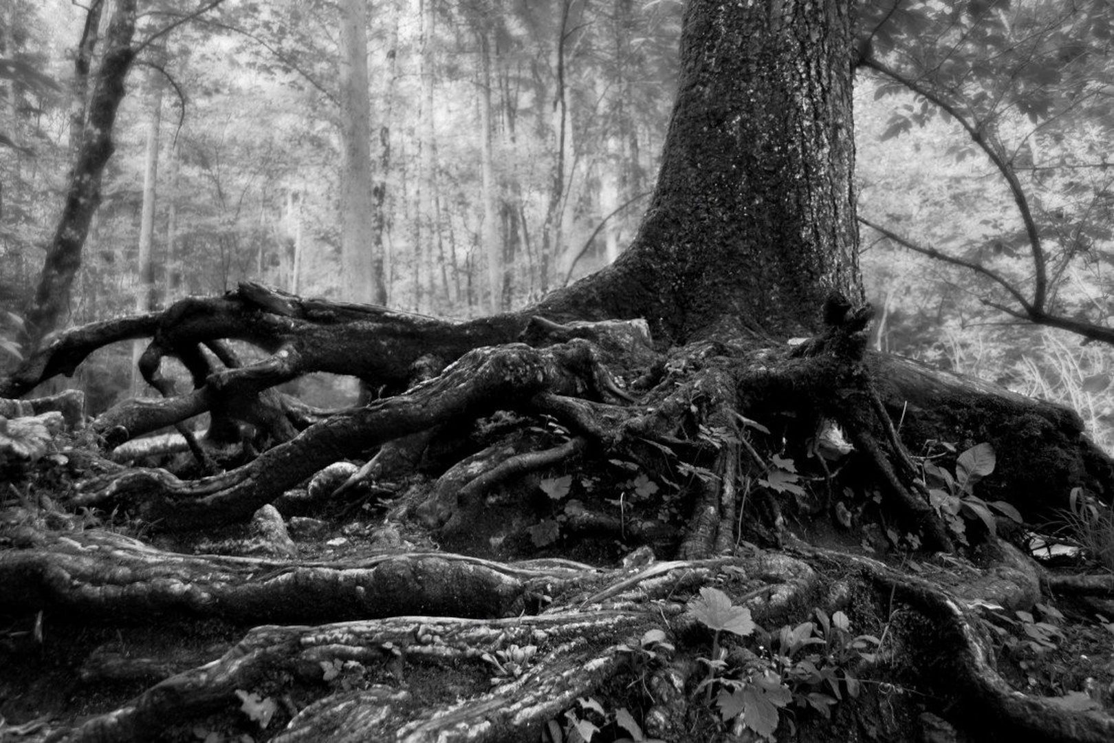 Tree by Tina