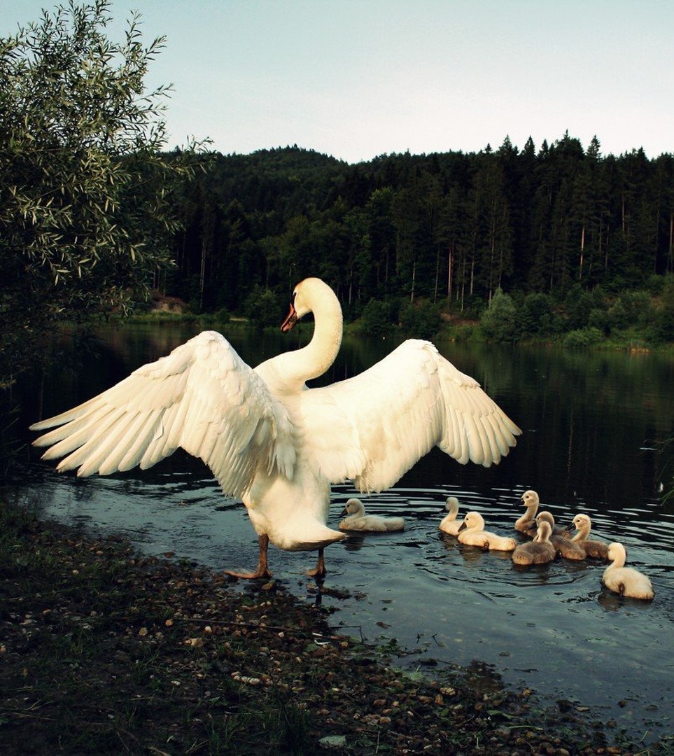 Angel Wings by Tina