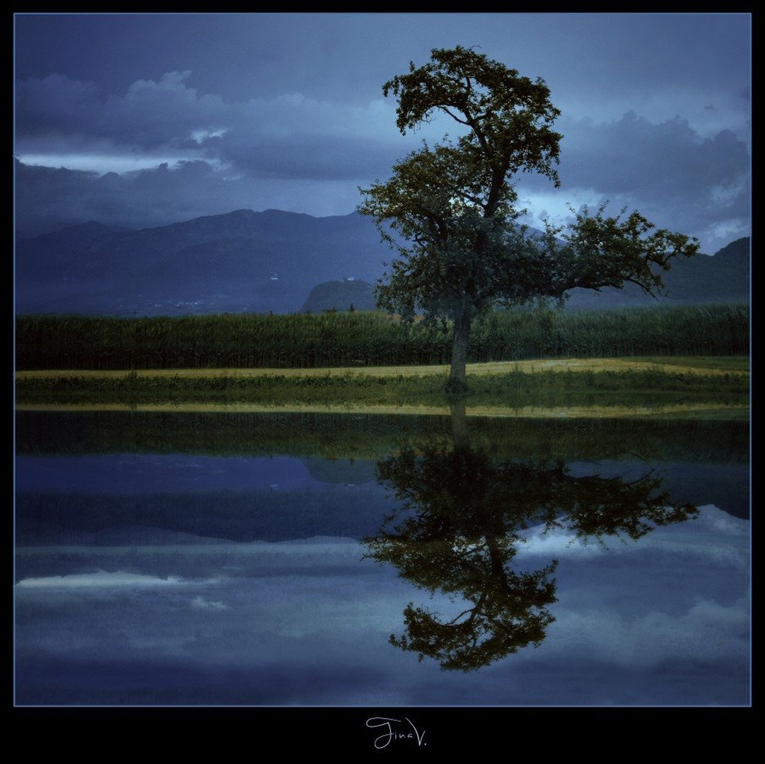 Tree by Tina