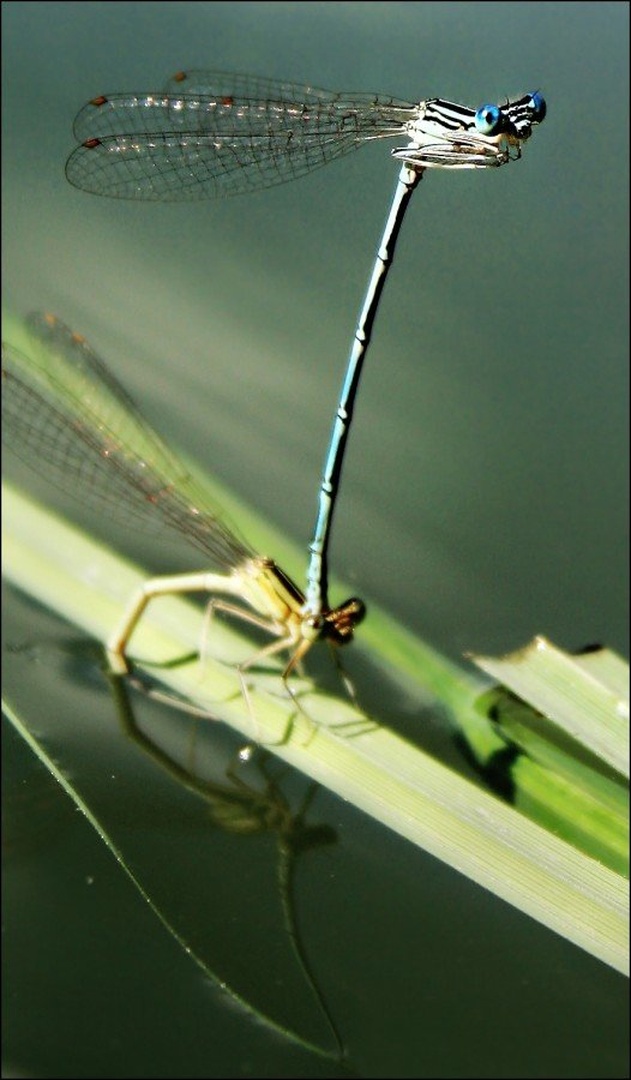 Dragonflies. by Tina