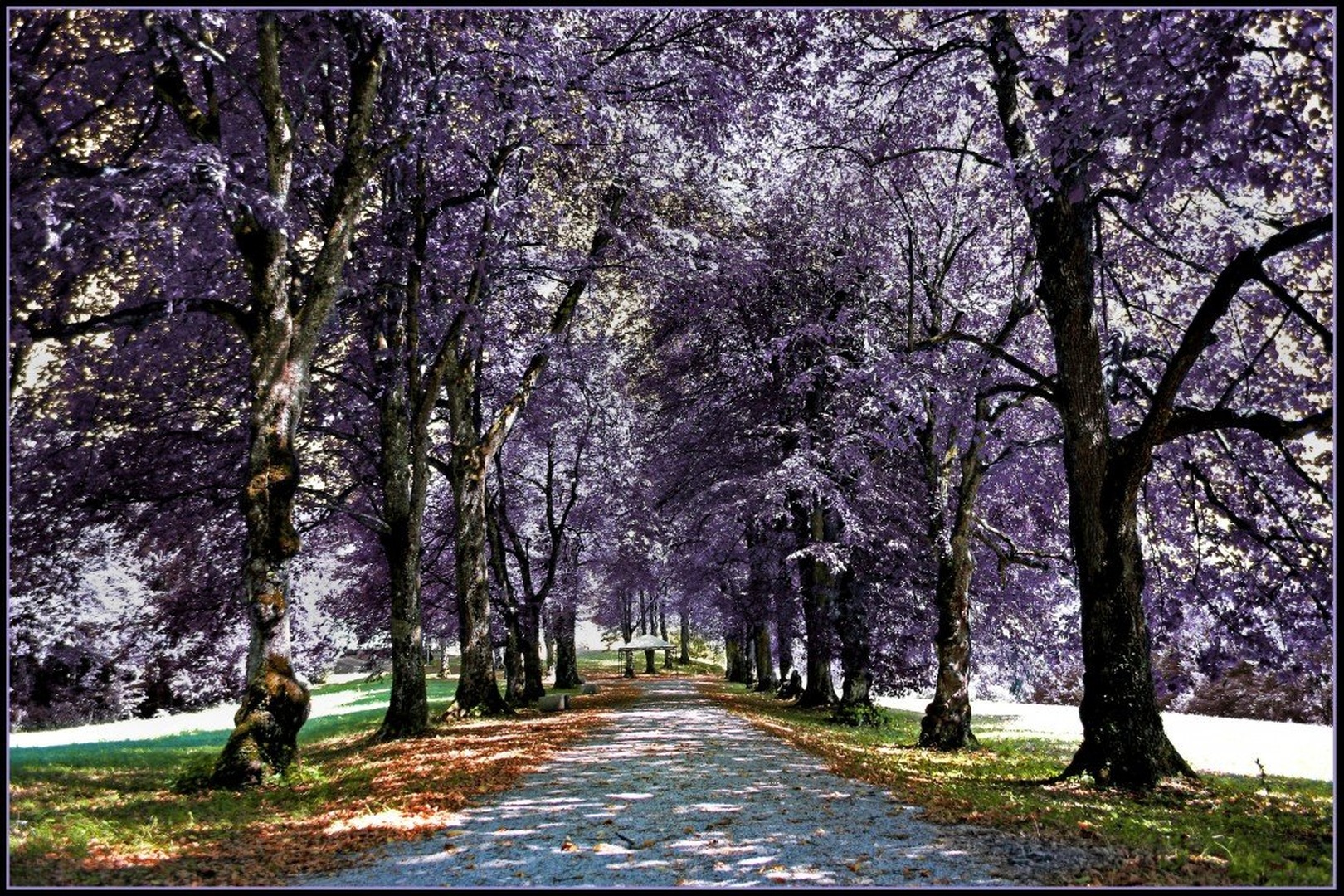 PathOfTheTrees by Tina