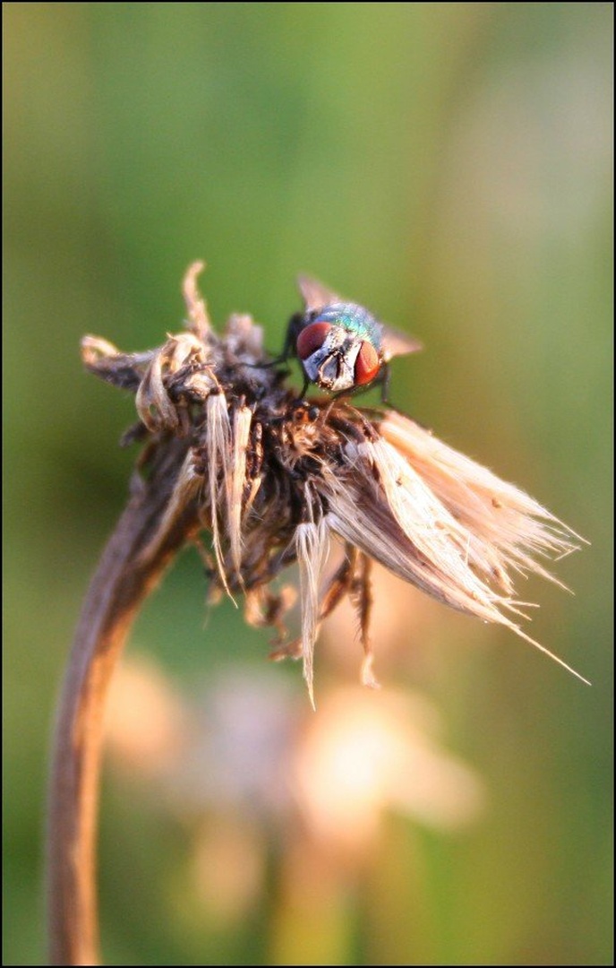 Fly. by Tina