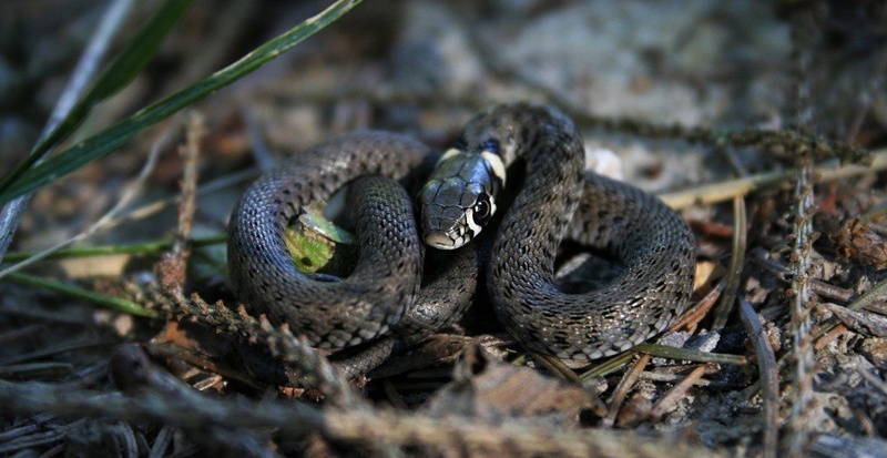 GrassSnake by Tina