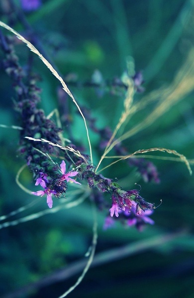 PurpleHarmony by Tina