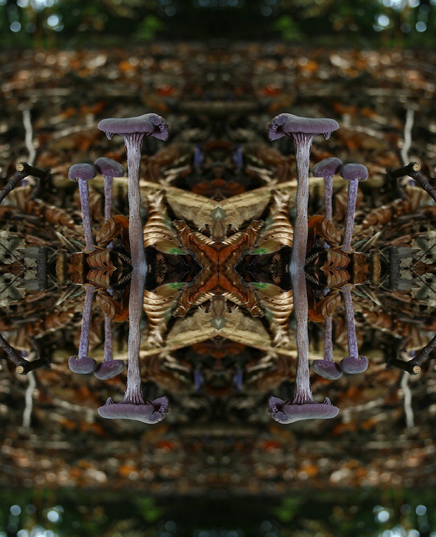 MushroomsWorld. by Tina