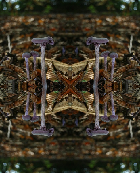 MushroomsWorld. by Tina