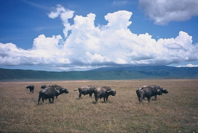 Safari by stein