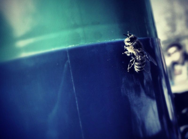 Bzzzz by Urban Bradeško