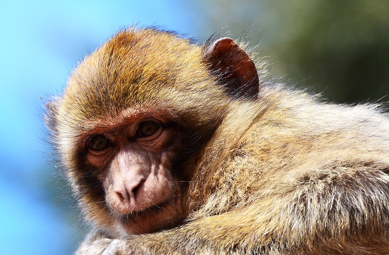 Monkey by gorazd kogoj