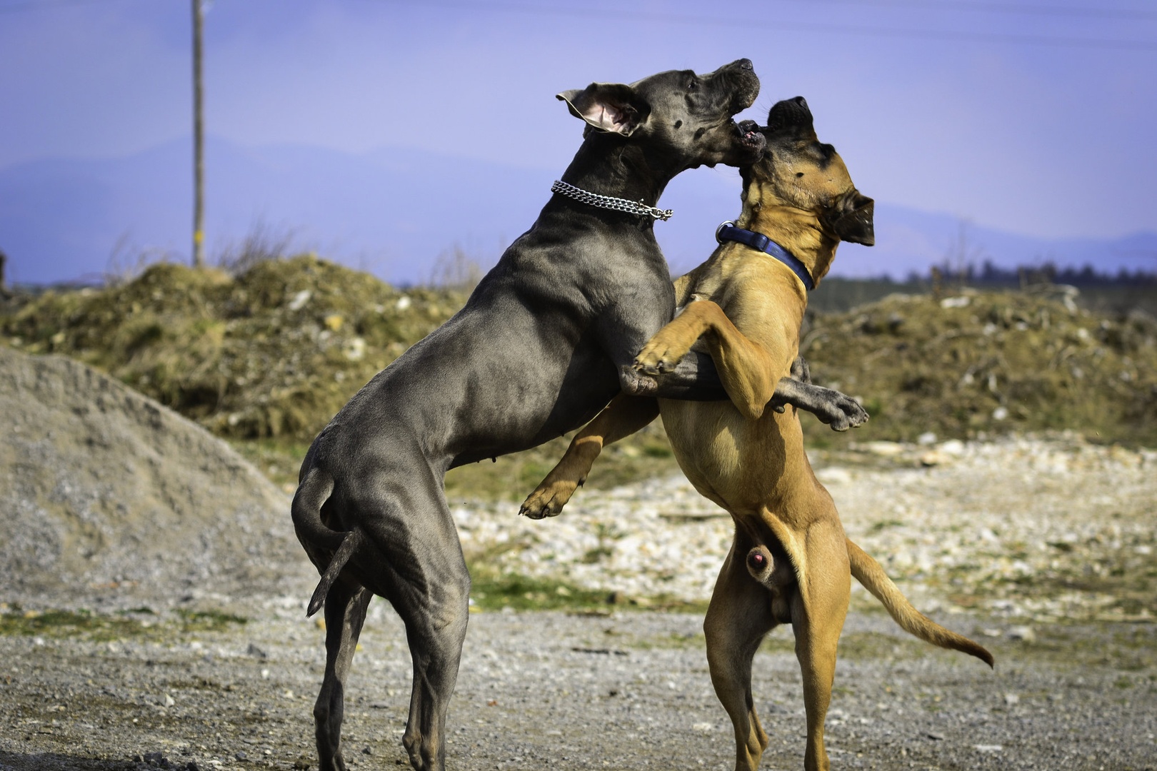 Dog fight by