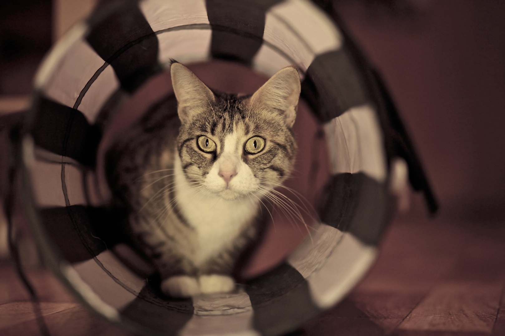 Cat tunnel by TADEJA KOPČIČ