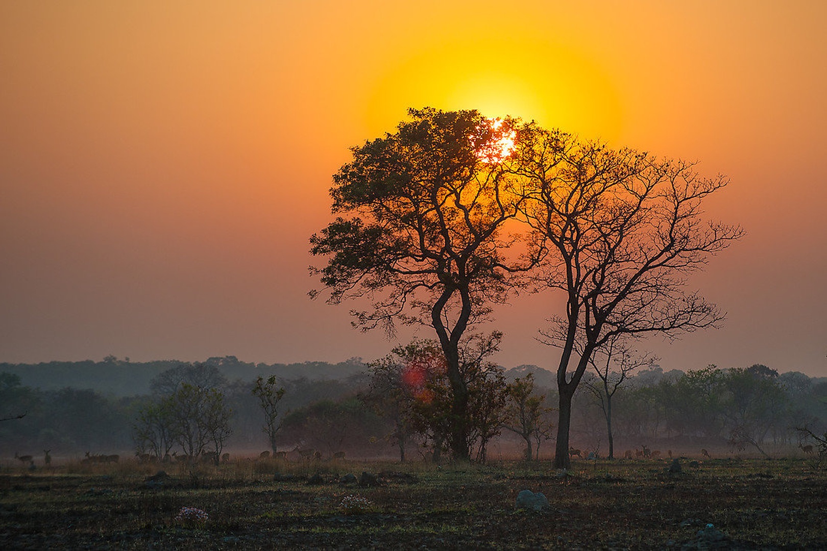 Kafue by Gorazd Golob
