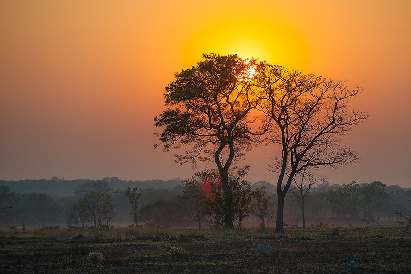 Kafue by Gorazd Golob
