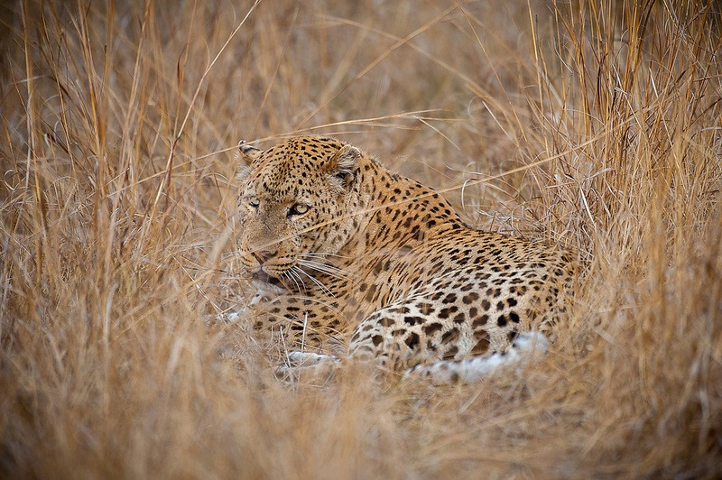 Skrit by Gorazd Golob